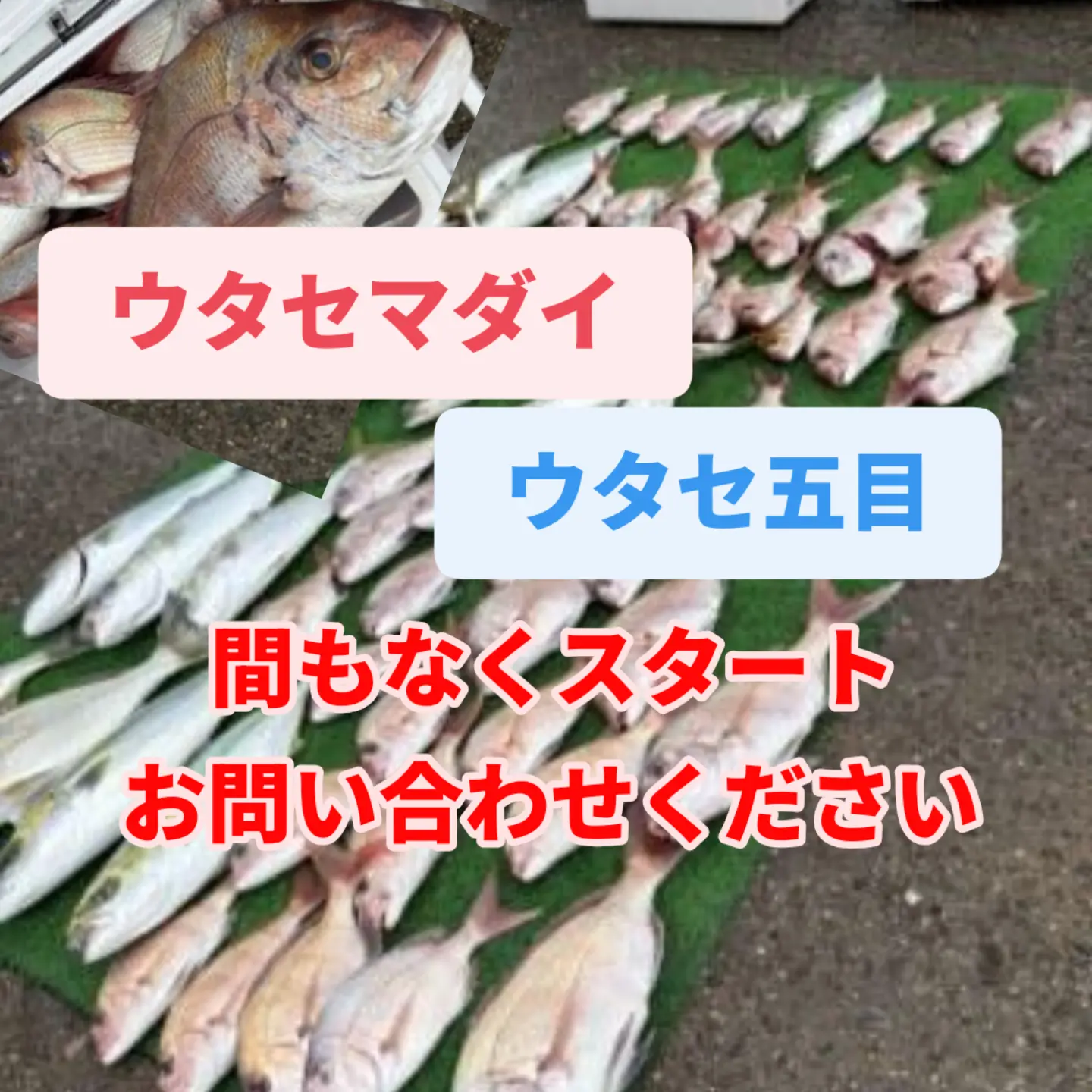 休船です