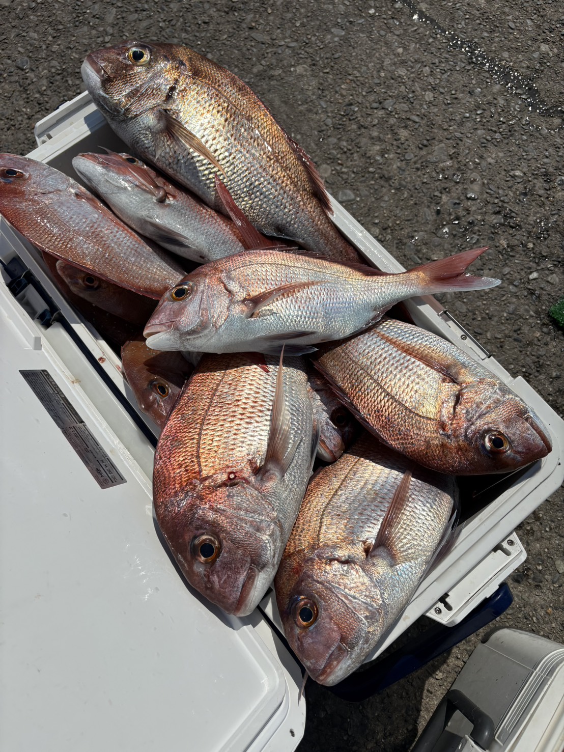 ウタセマダイスタートしました