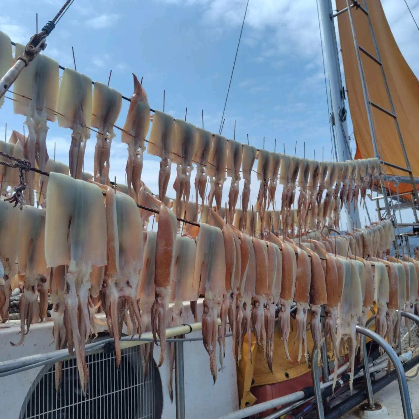 スルメイカ釣り
