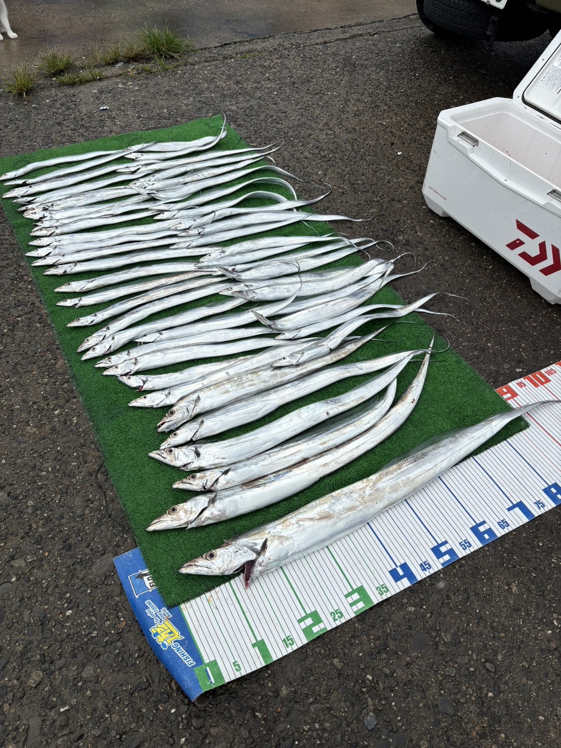 伊良湖　タチウオ