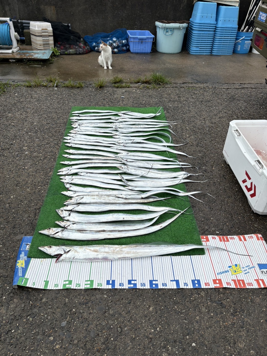 伊良湖　タチウオ