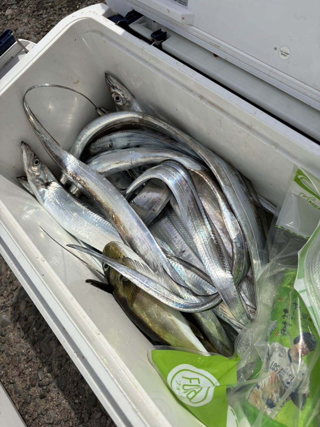 タチウオ釣り