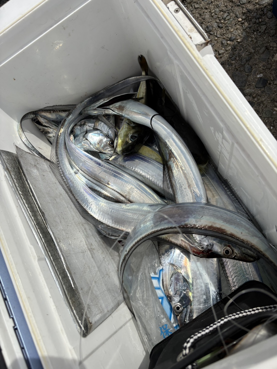 タチウオ釣り