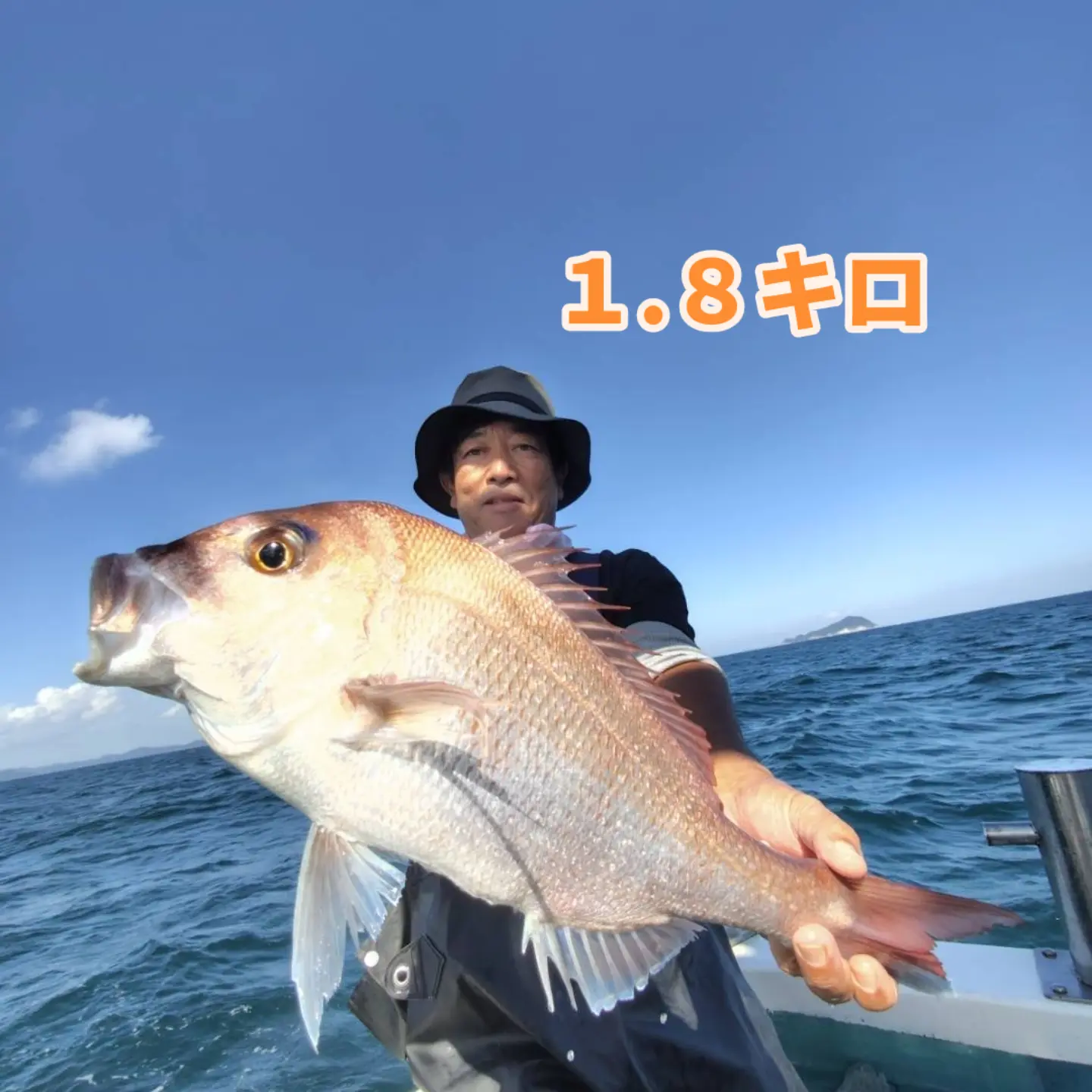 良型マダイ好調