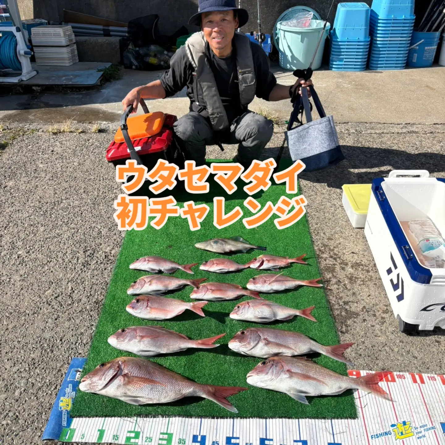 良型マダイ好調