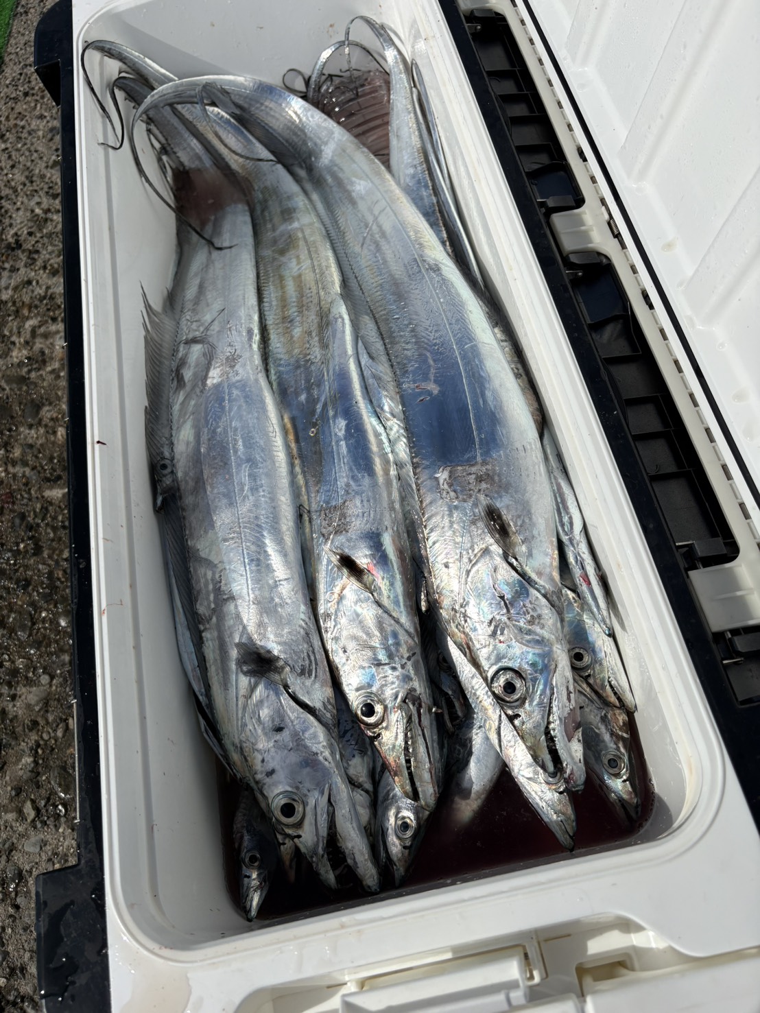 大漁でした