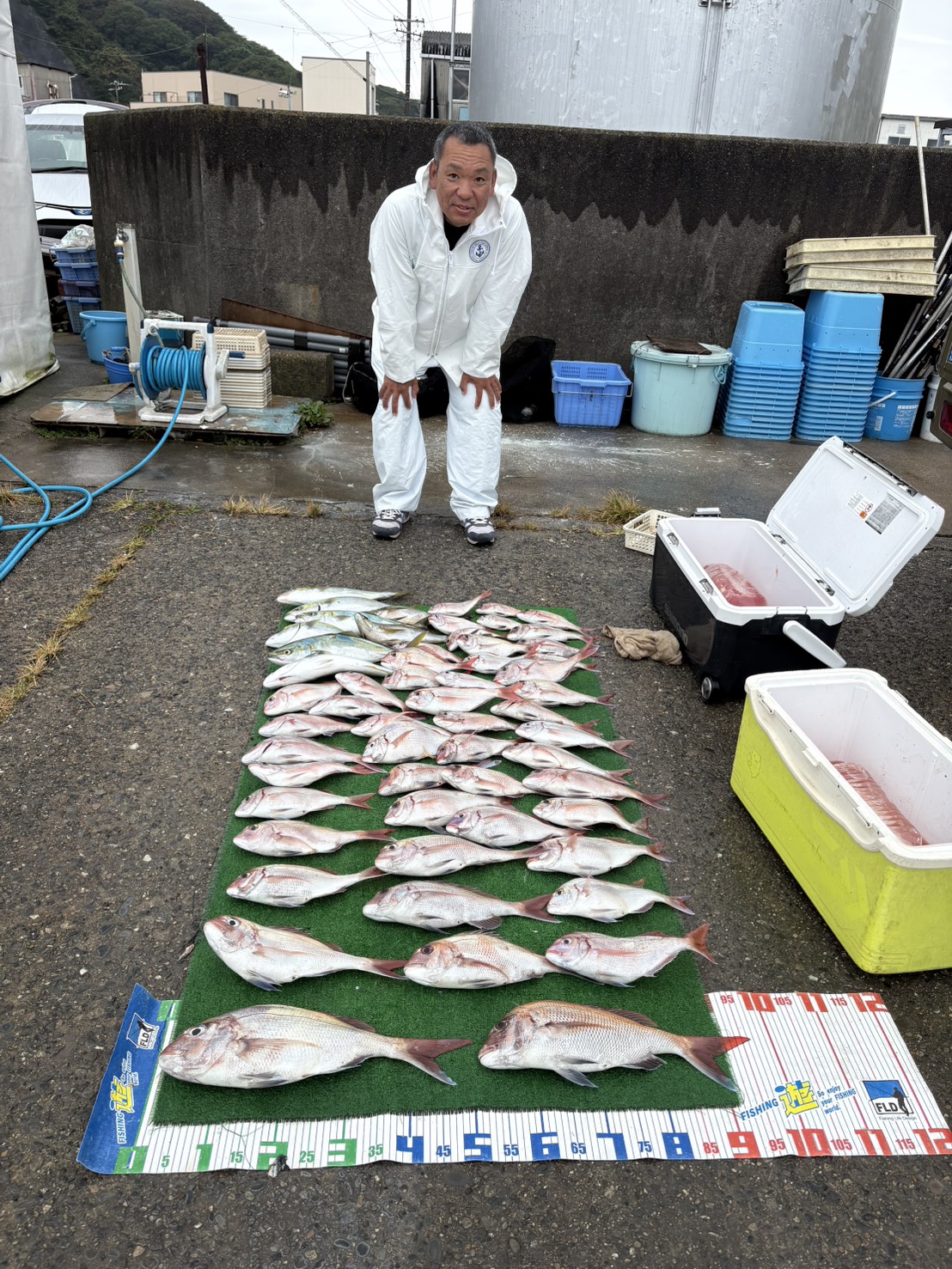 マダイ大漁