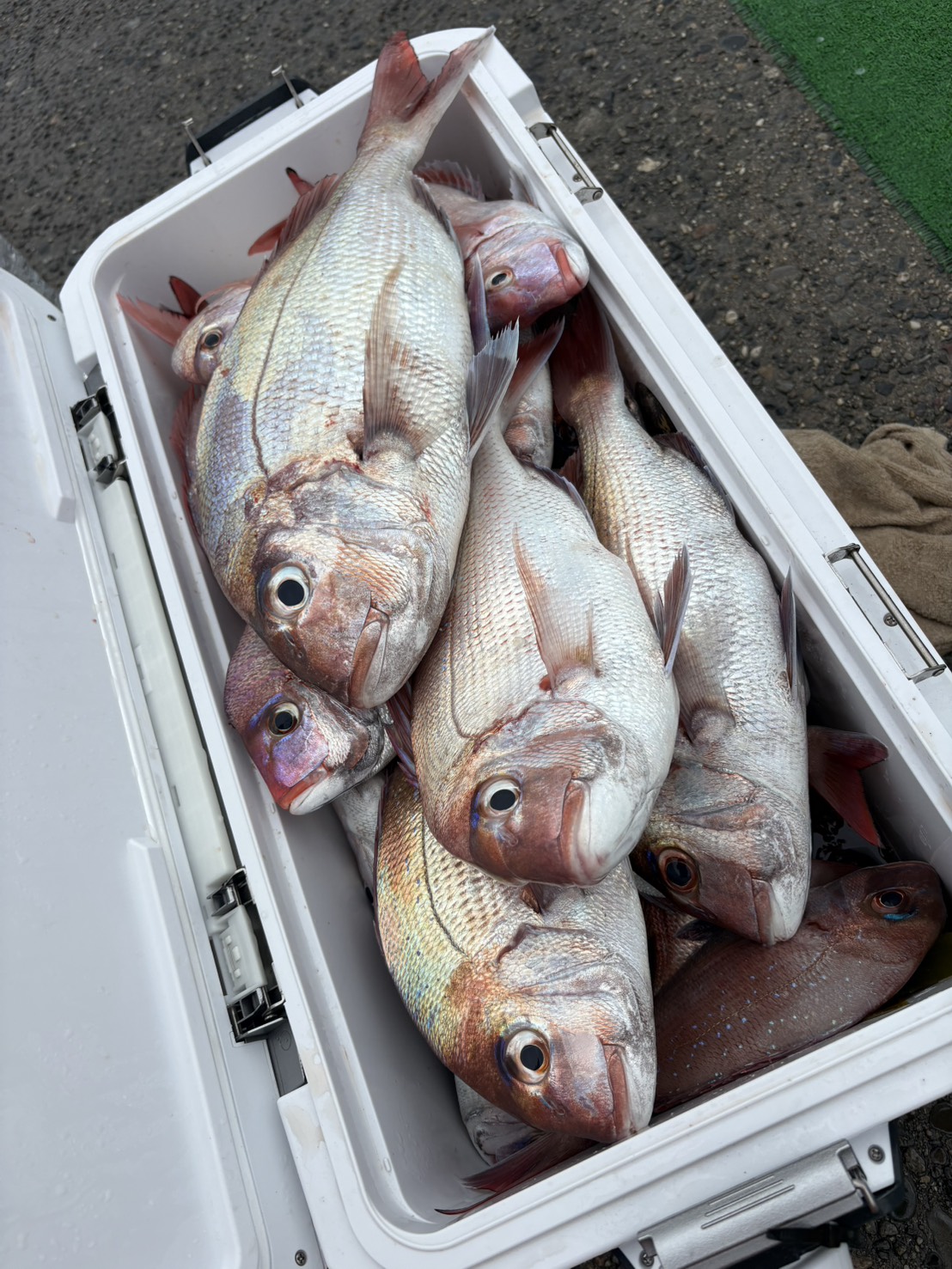 マダイ大漁